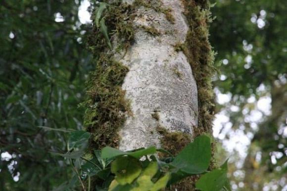 Cây chè cổ thụ, chè bạch long