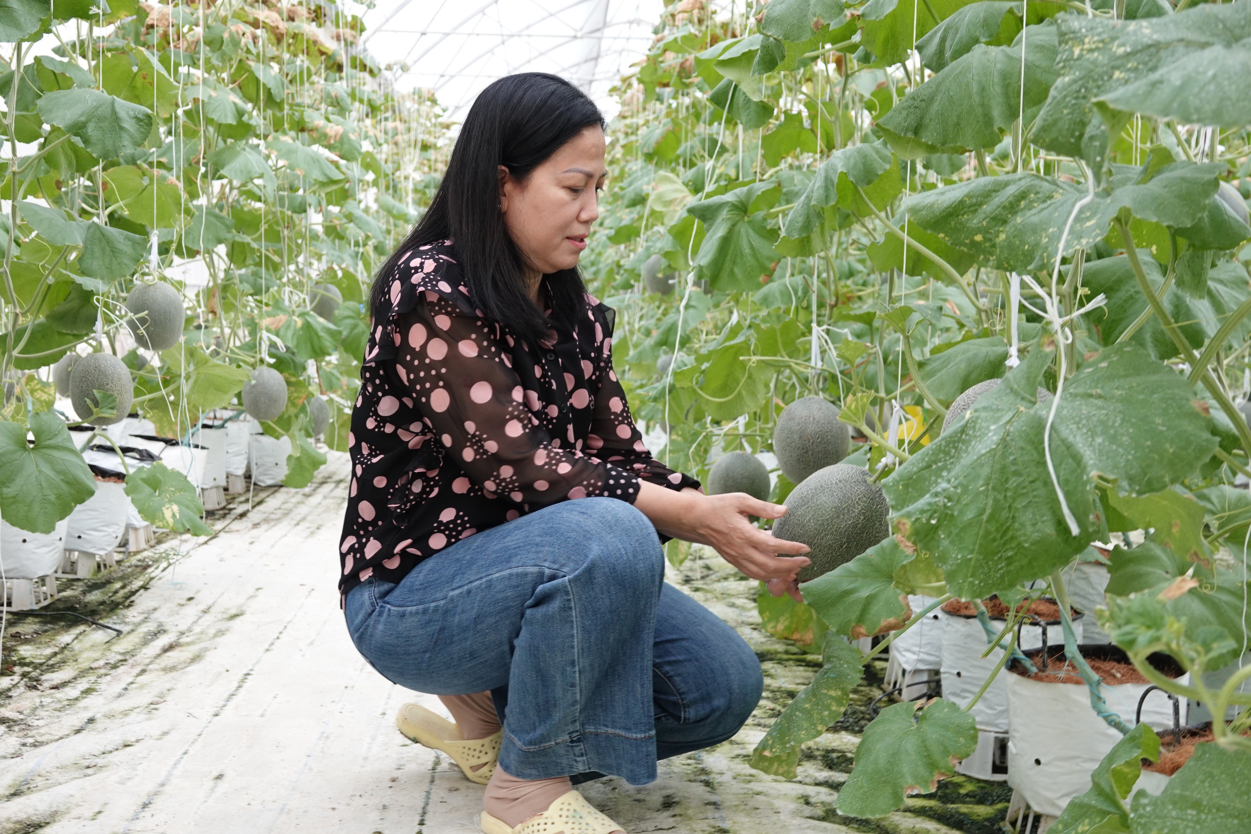 Người phụ nữ miền Tây trồng dưa lưới kết hợp làm du lịch - Ảnh 2.