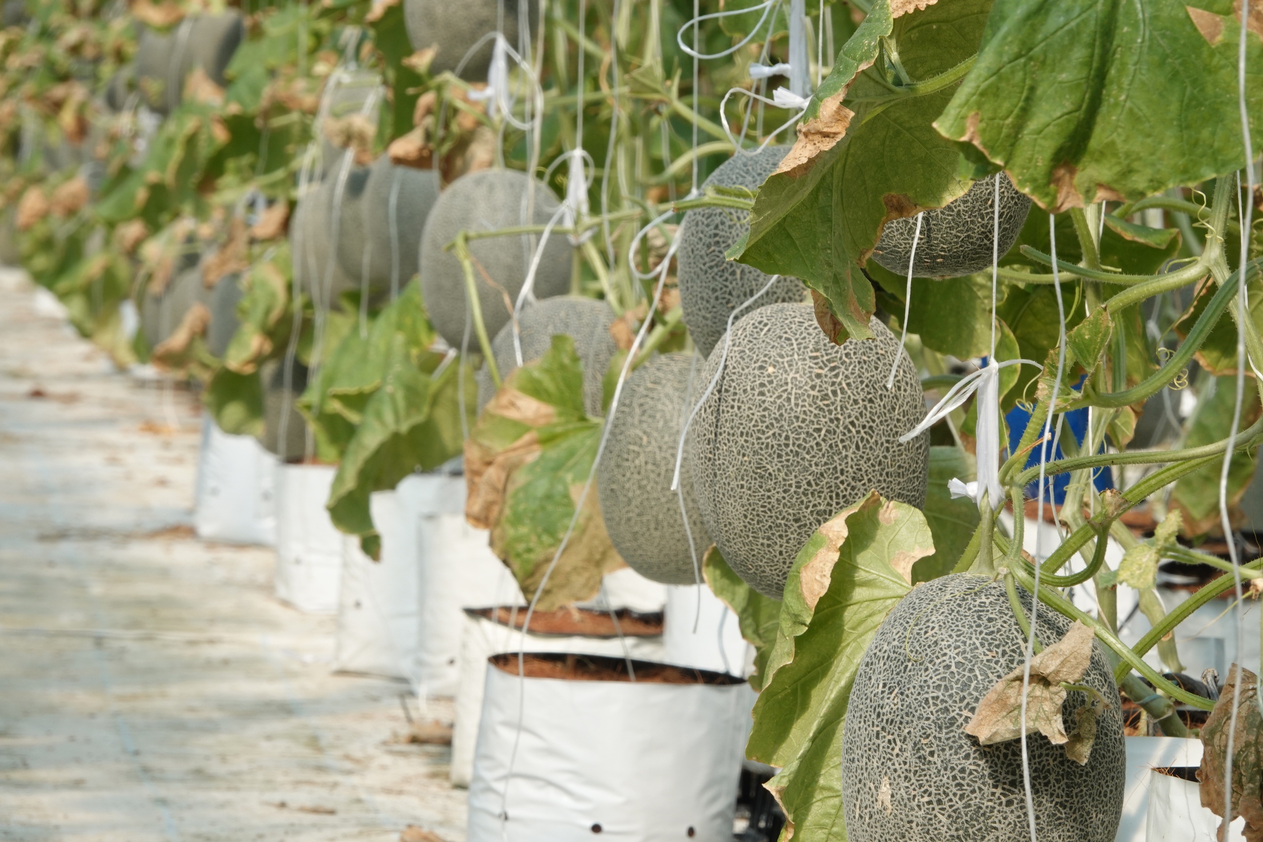 Người phụ nữ miền Tây trồng dưa lưới kết hợp làm du lịch - Ảnh 3.