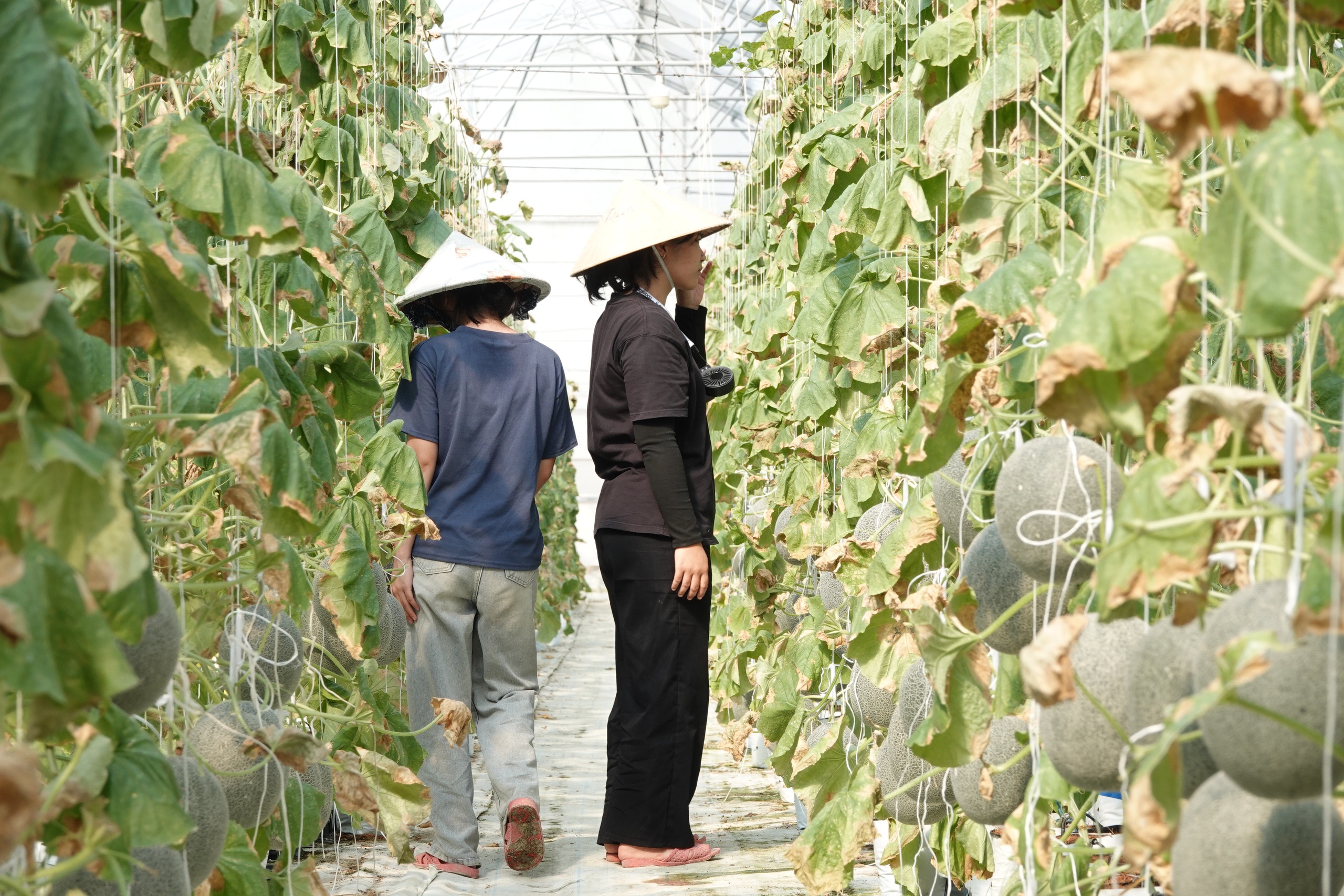 Người phụ nữ miền Tây trồng dưa lưới kết hợp làm du lịch - Ảnh 4.