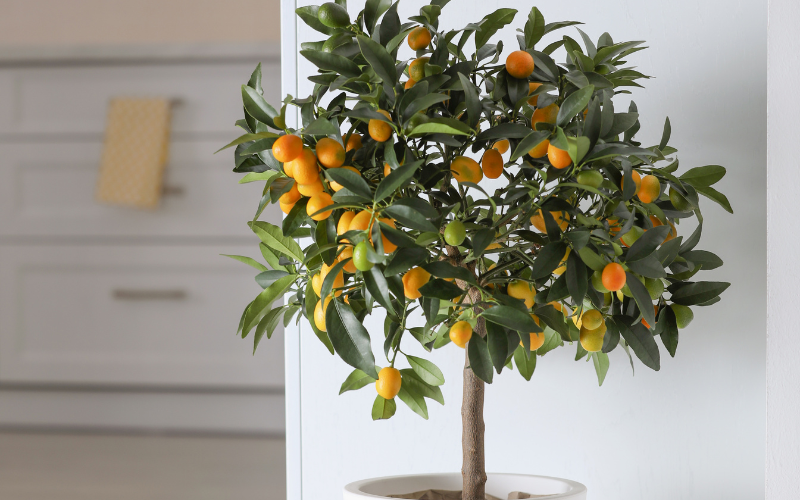 Đặt cây gì ở "tài vị" cho hút lộc? 5 loài cây dễ chăm, đẹp nhà, tiền về đều đặn- Ảnh 2.