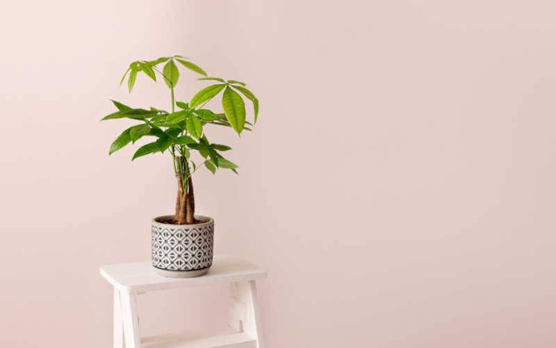 Đặt cây gì ở "tài vị" cho hút lộc? 5 loài cây dễ chăm, đẹp nhà, tiền về đều đặn- Ảnh 3.