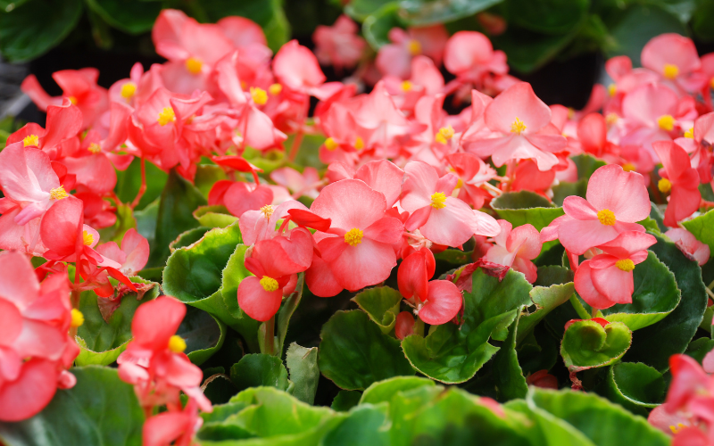 Đặt cây gì ở "tài vị" cho hút lộc? 5 loài cây dễ chăm, đẹp nhà, tiền về đều đặn- Ảnh 5.