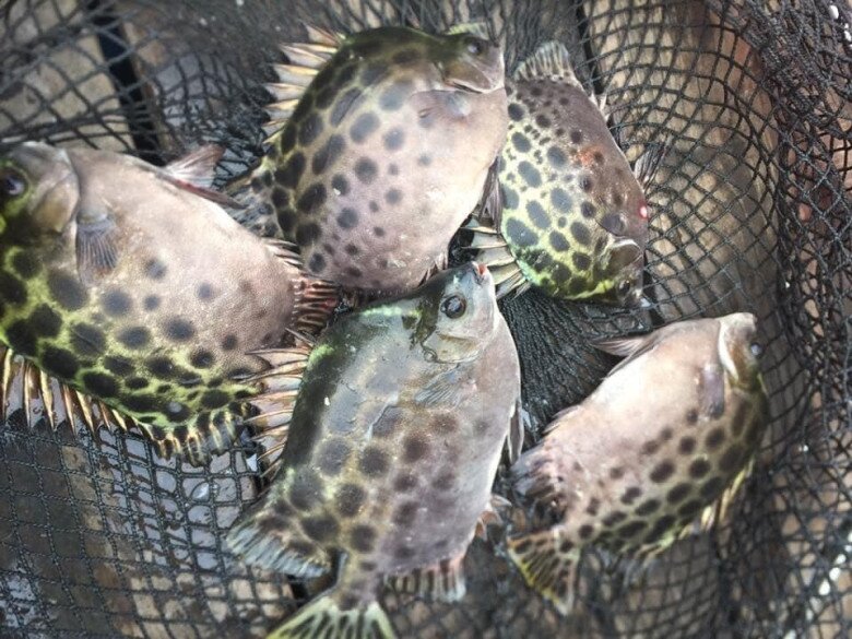 Loài cá có tên nghe đã thấy "già nua" là đặc sản nổi tiếng ở Quảng Ninh, xưa "vô danh" nay 450.000đ/kg vẫn được săn đón 2 Loài cá có tên nghe đã thấy amp;#34;già nuaamp;#34; là đặc sản nổi tiếng ở Quảng Ninh, xưa amp;#34;vô danhamp;#34; nay 450.000đ/kg vẫn được săn đón - 2