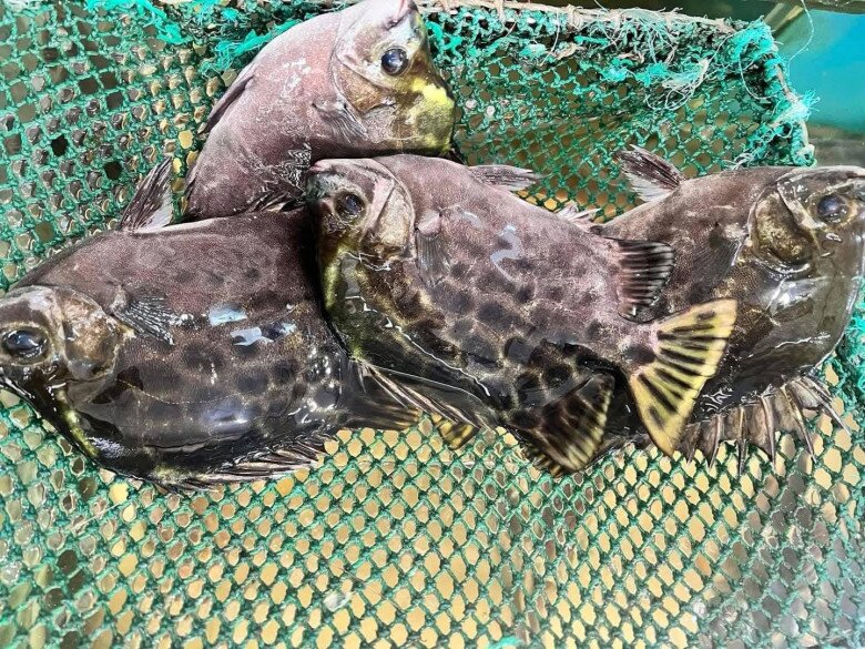 Loài cá có tên nghe đã thấy "già nua" là đặc sản nổi tiếng ở Quảng Ninh, xưa "vô danh" nay 450.000đ/kg vẫn được săn đón 3 Loài cá có tên nghe đã thấy amp;#34;già nuaamp;#34; là đặc sản nổi tiếng ở Quảng Ninh, xưa amp;#34;vô danhamp;#34; nay 450.000đ/kg vẫn được săn đón - 3