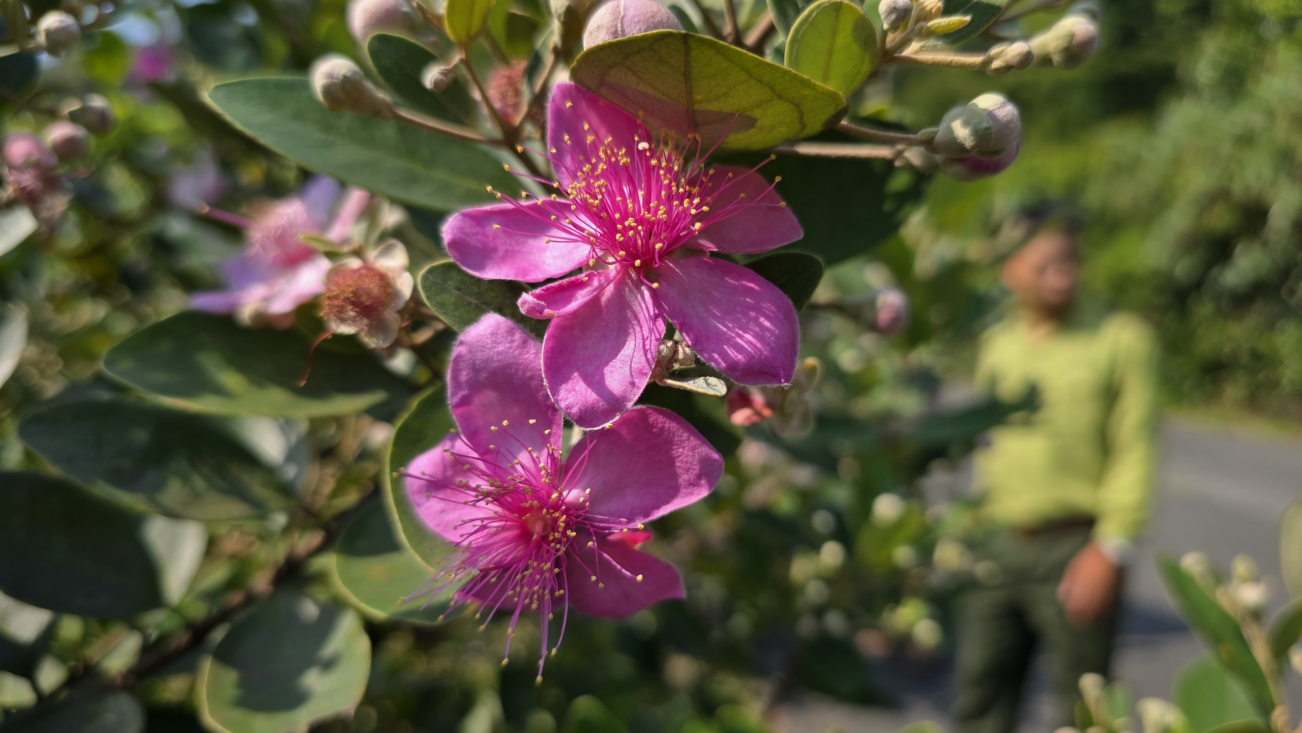 Khôi phục ký ức về những đồi hoa sim trên bán đảo Sơn Trà- Ảnh 2.