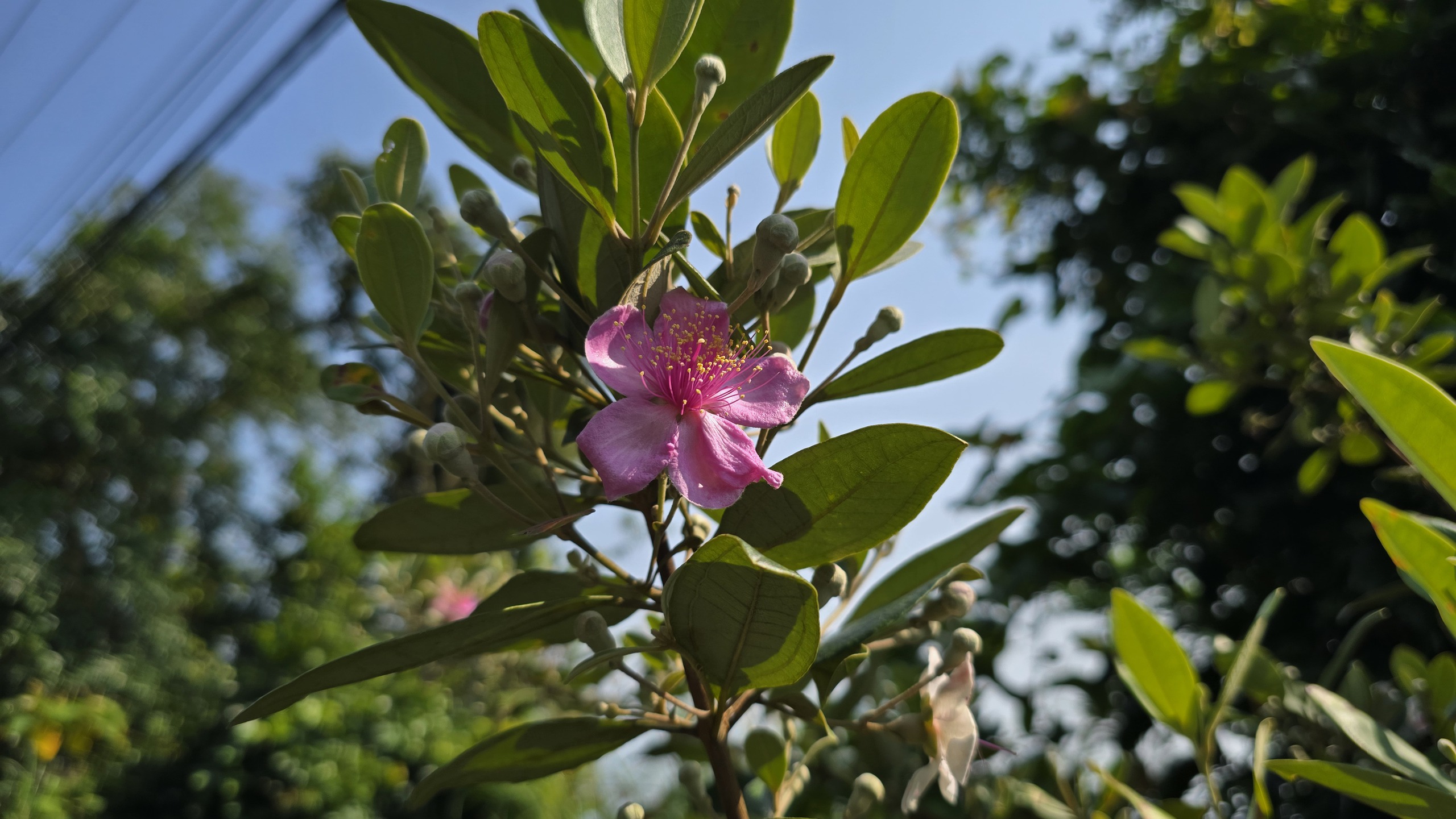 Khôi phục ký ức về những đồi hoa sim trên bán đảo Sơn Trà- Ảnh 3.