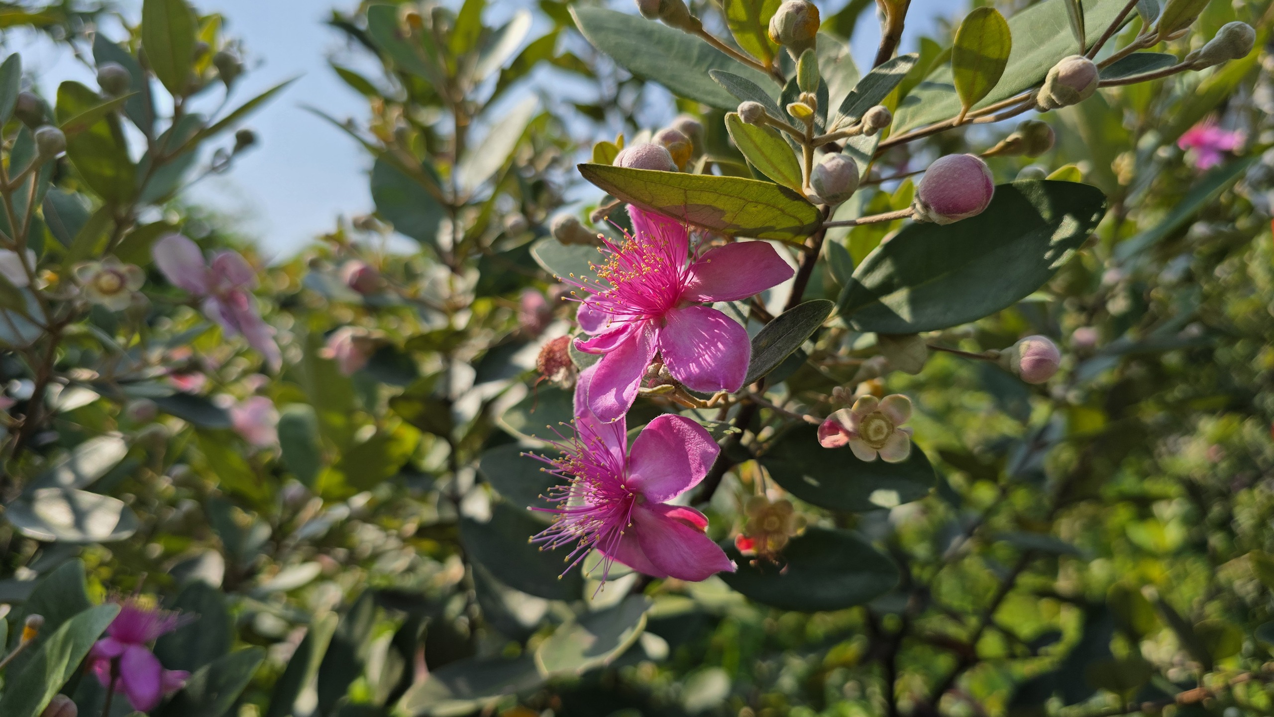 Khôi phục ký ức về những đồi hoa sim trên bán đảo Sơn Trà- Ảnh 4.