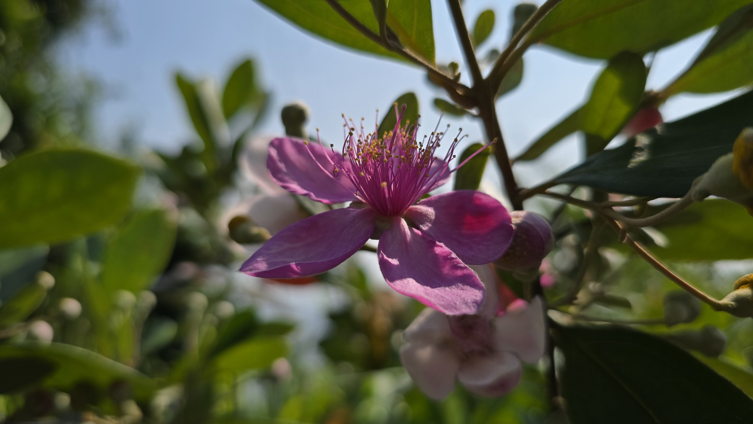 Khôi phục ký ức về những đồi hoa sim trên bán đảo Sơn Trà- Ảnh 5.