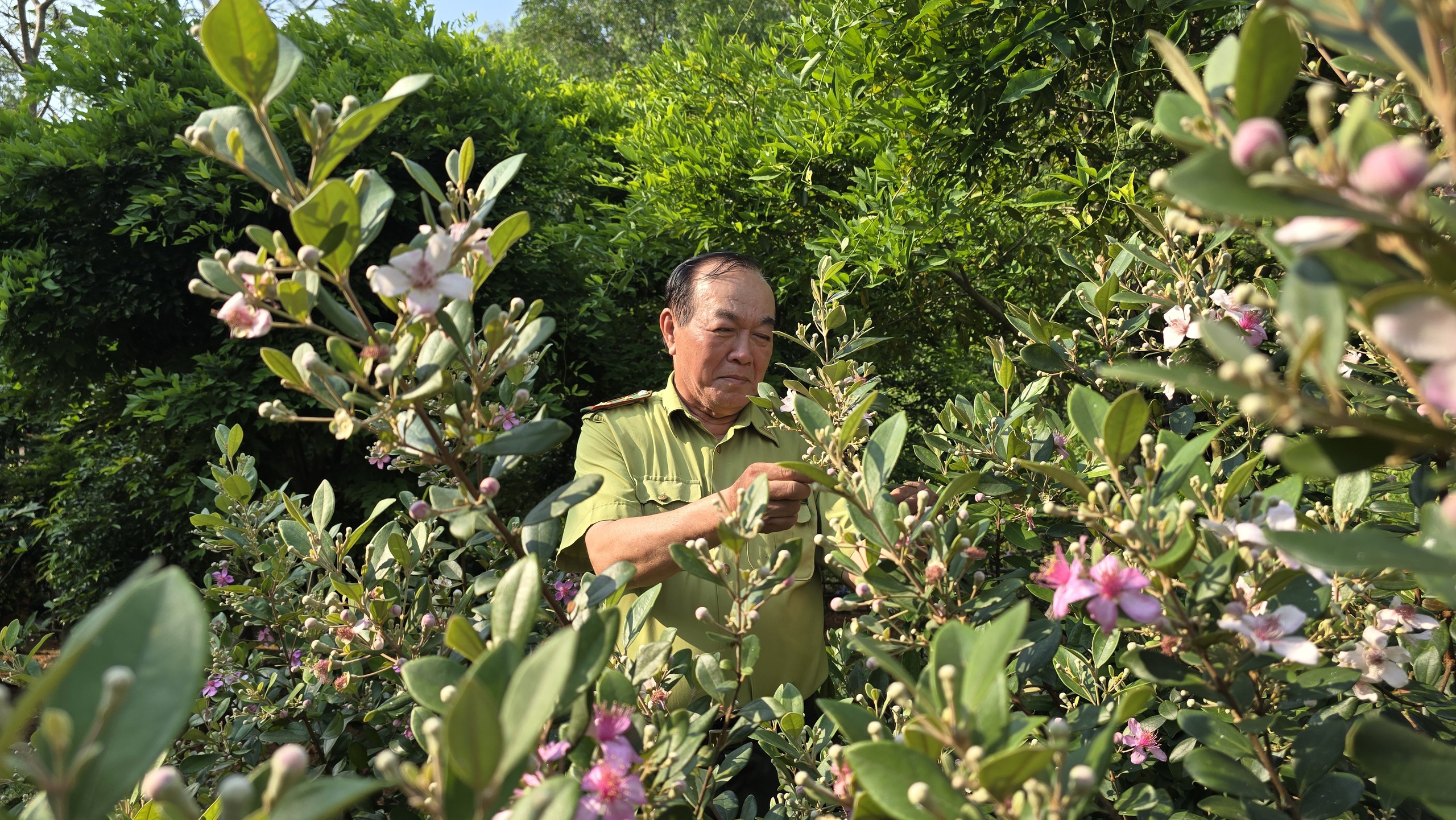 Khôi phục ký ức về những đồi hoa sim trên bán đảo Sơn Trà- Ảnh 6.