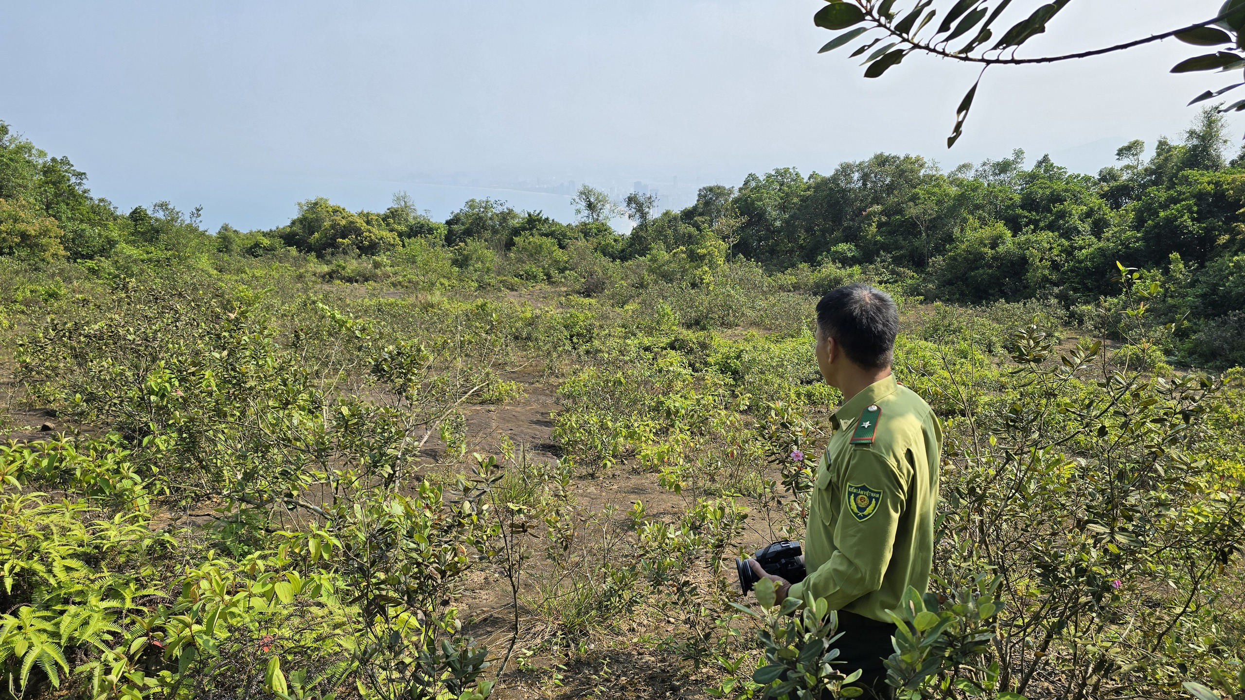 Khôi phục ký ức về những đồi hoa sim trên bán đảo Sơn Trà- Ảnh 7.