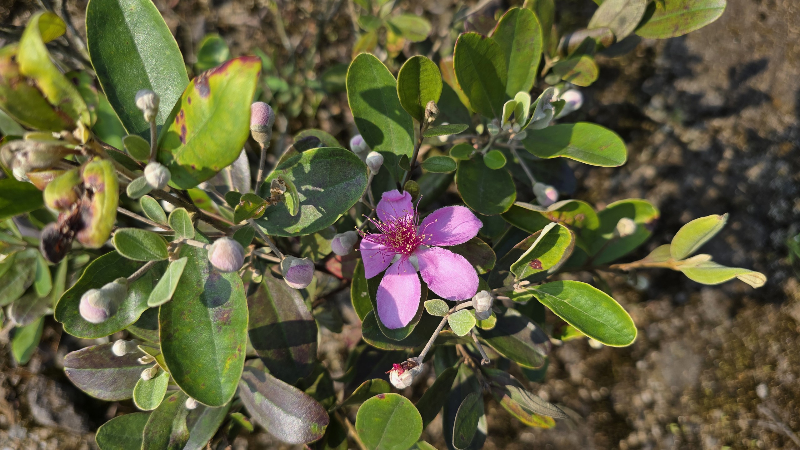 Khôi phục ký ức về những đồi hoa sim trên bán đảo Sơn Trà- Ảnh 8.