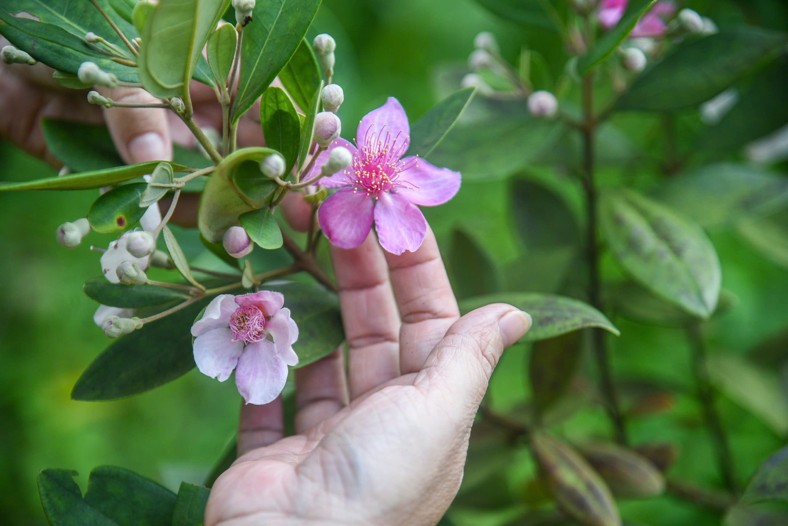 Khôi phục ký ức về những đồi hoa sim trên bán đảo Sơn Trà- Ảnh 10.
