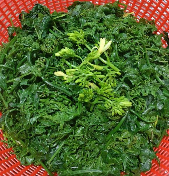 Rau dớn, công dụng của rau dớn