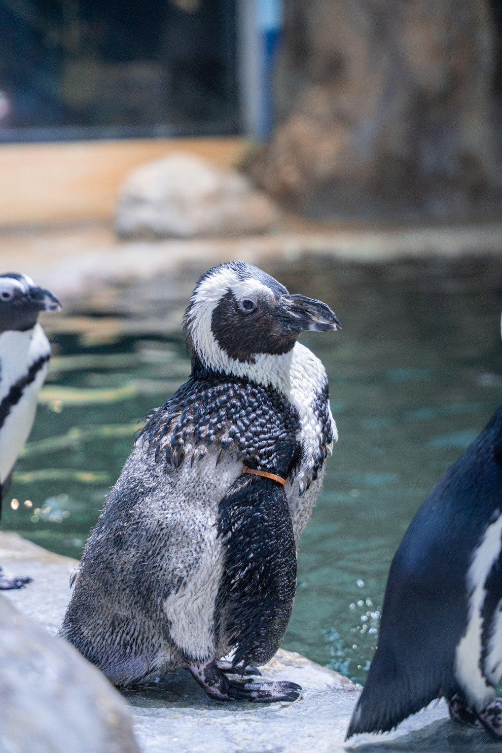 Gặp gỡ 16 chú chim cánh cụt châu Phi tại Thủy cung Lotte World Hà Nội - 4
