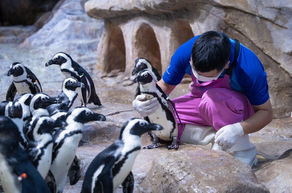 Gặp gỡ 16 chú chim cánh cụt châu Phi tại Thủy cung Lotte World Hà Nội - 5
