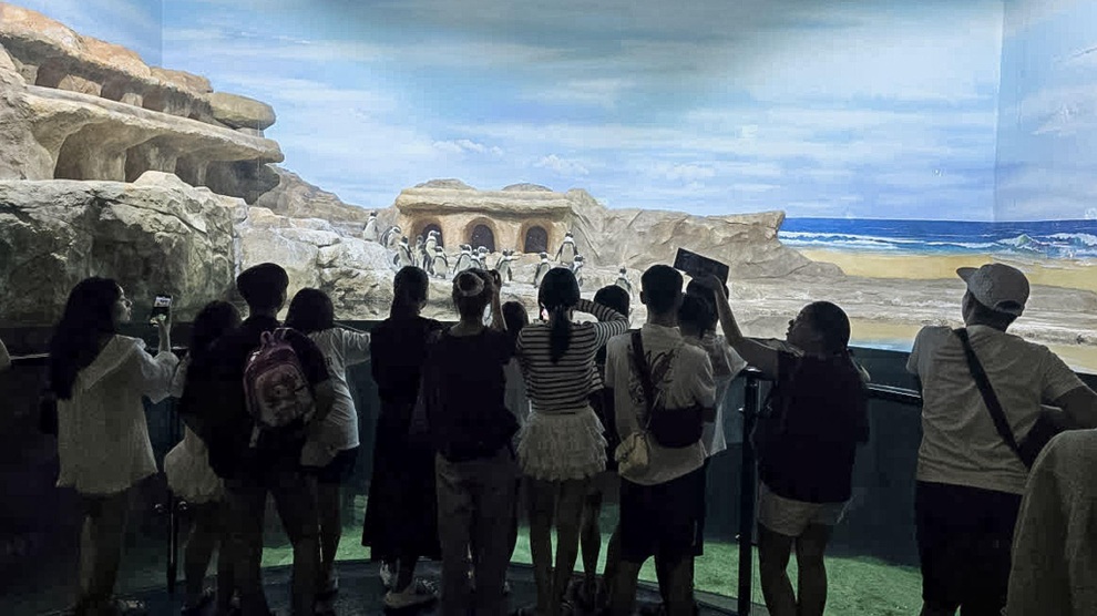 Gặp gỡ 16 chú chim cánh cụt châu Phi tại Thủy cung Lotte World Hà Nội - 6