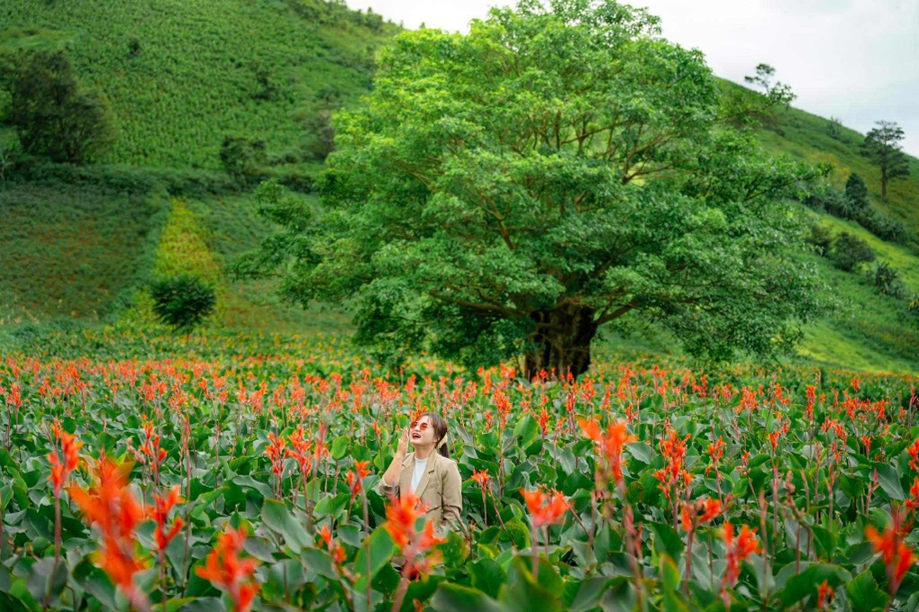 Hoa dong riềng nở rộ trên núi lửa triệu năm, hút khách đến Gia Lai check-in - 2