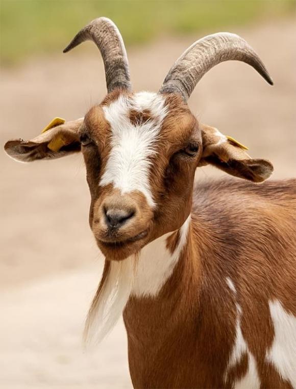 Tử vi, con giáp, tử vi hàng ngày, tử vi ngày 9/10/2025