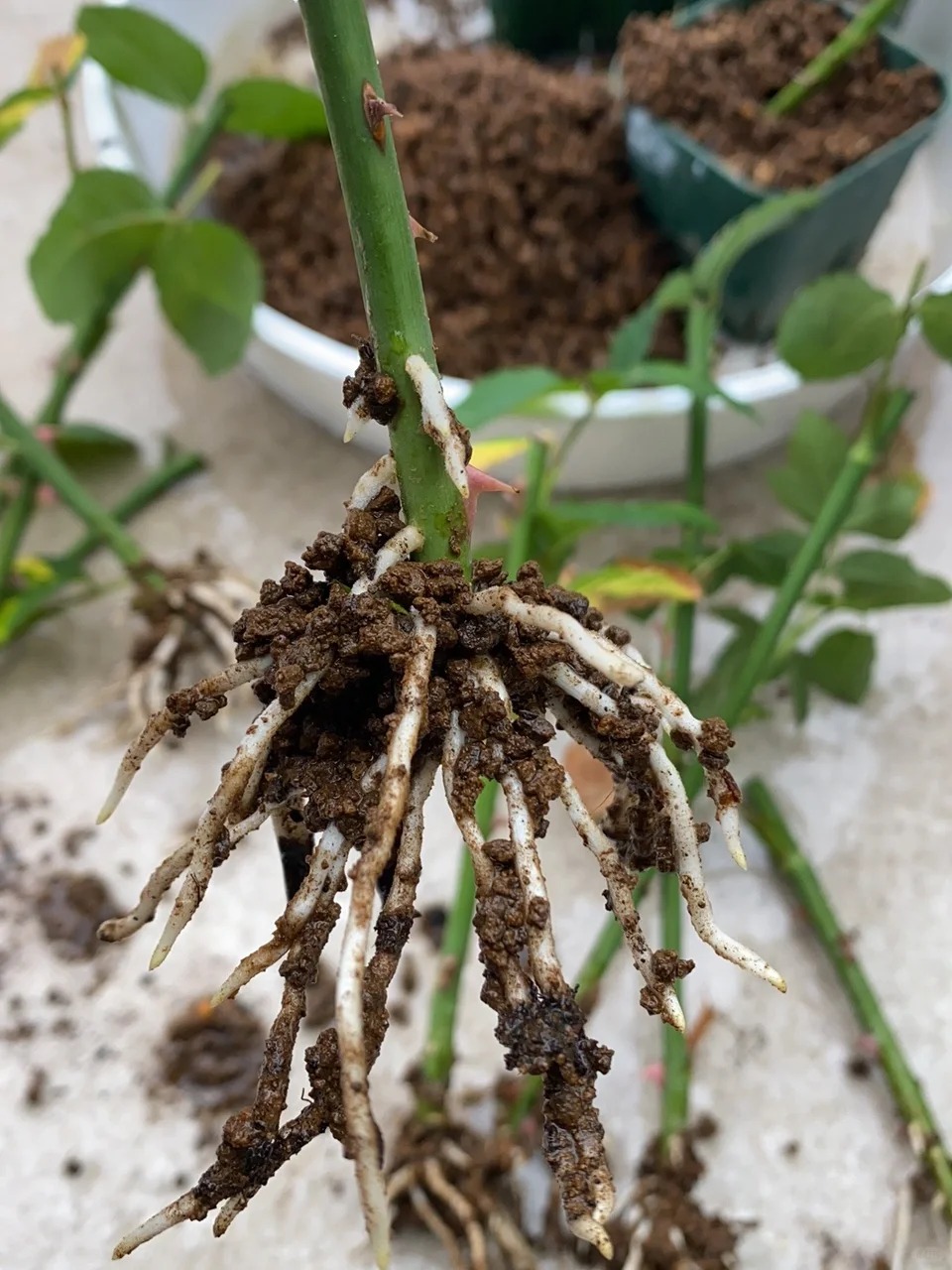 Trồng giâm cành hoa hồng thành công cho người mới: Dùng cành già dễ ra rễ hơn bạn nghĩ- Ảnh 4.