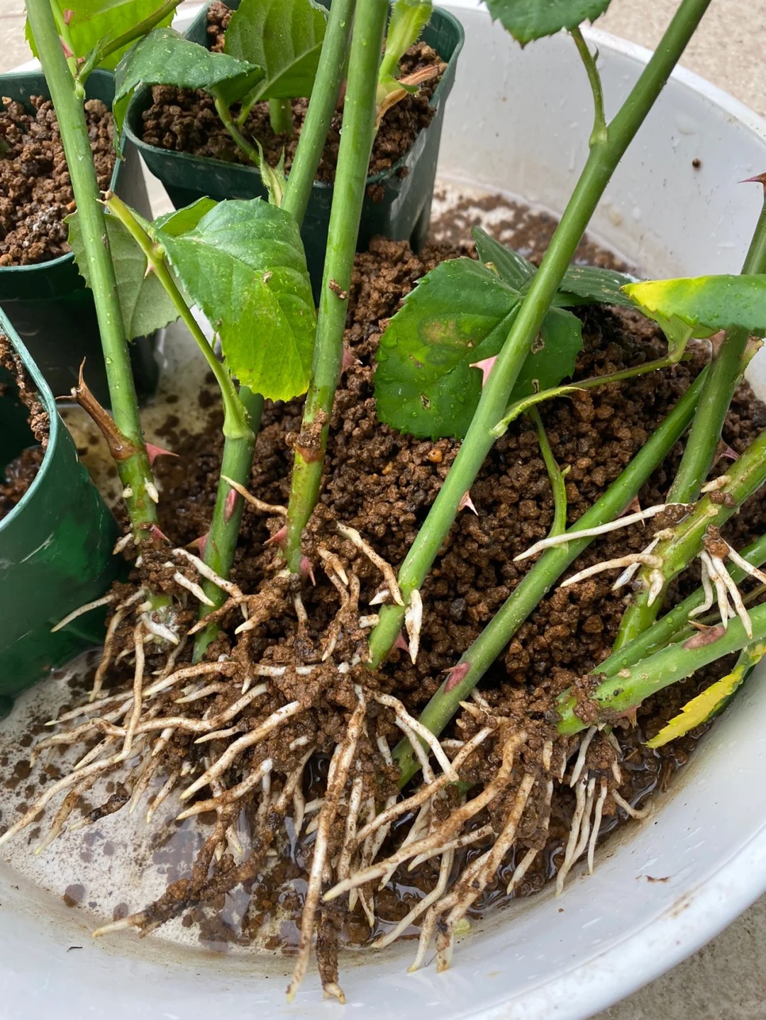 Trồng giâm cành hoa hồng thành công cho người mới: Dùng cành già dễ ra rễ hơn bạn nghĩ- Ảnh 5.