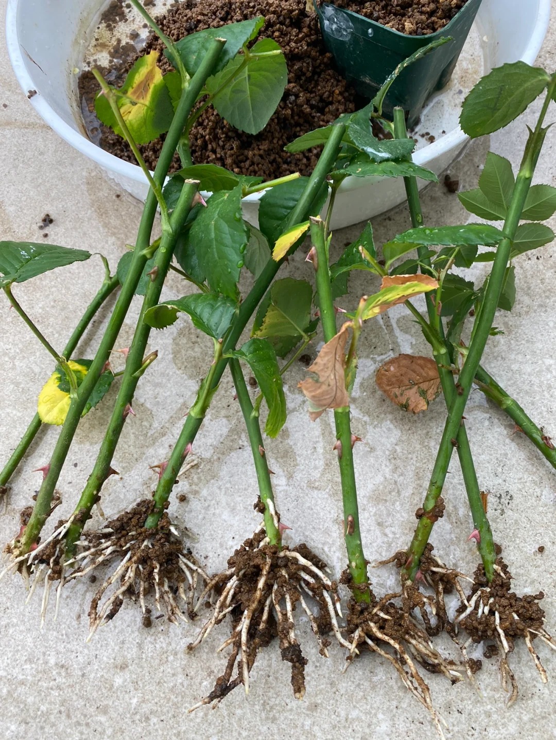 Trồng giâm cành hoa hồng thành công cho người mới: Dùng cành già dễ ra rễ hơn bạn nghĩ- Ảnh 6.