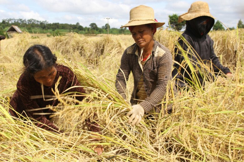 amp;#34;Hạt ngọc trờiamp;#34; là đặc sản của người Bahnar, mất hơn tám tháng mới được thu hoạch, trải qua ba lần mưa nắng lớn nhất trong năm - 3