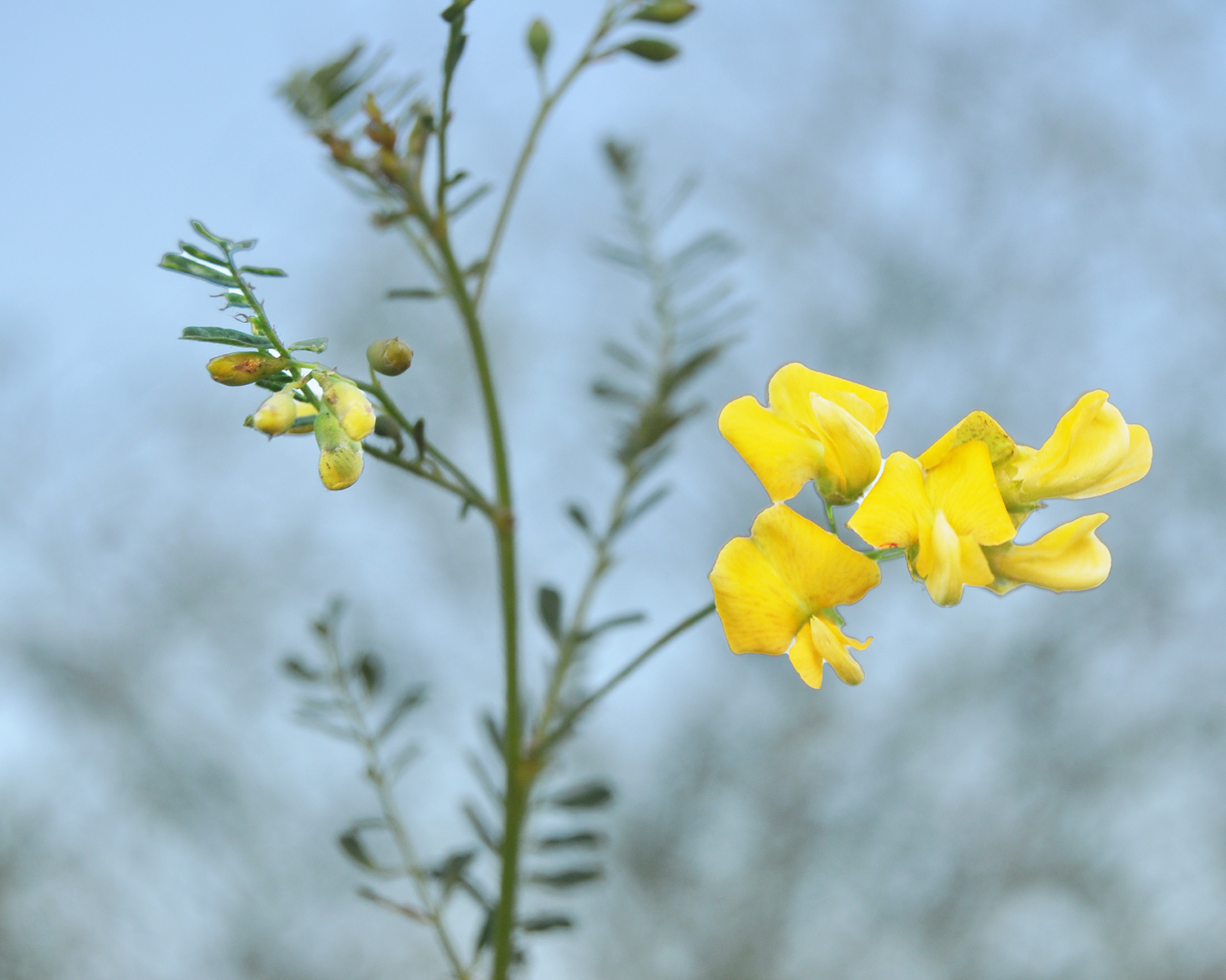 - Ảnh 1. - Ảnh 1.