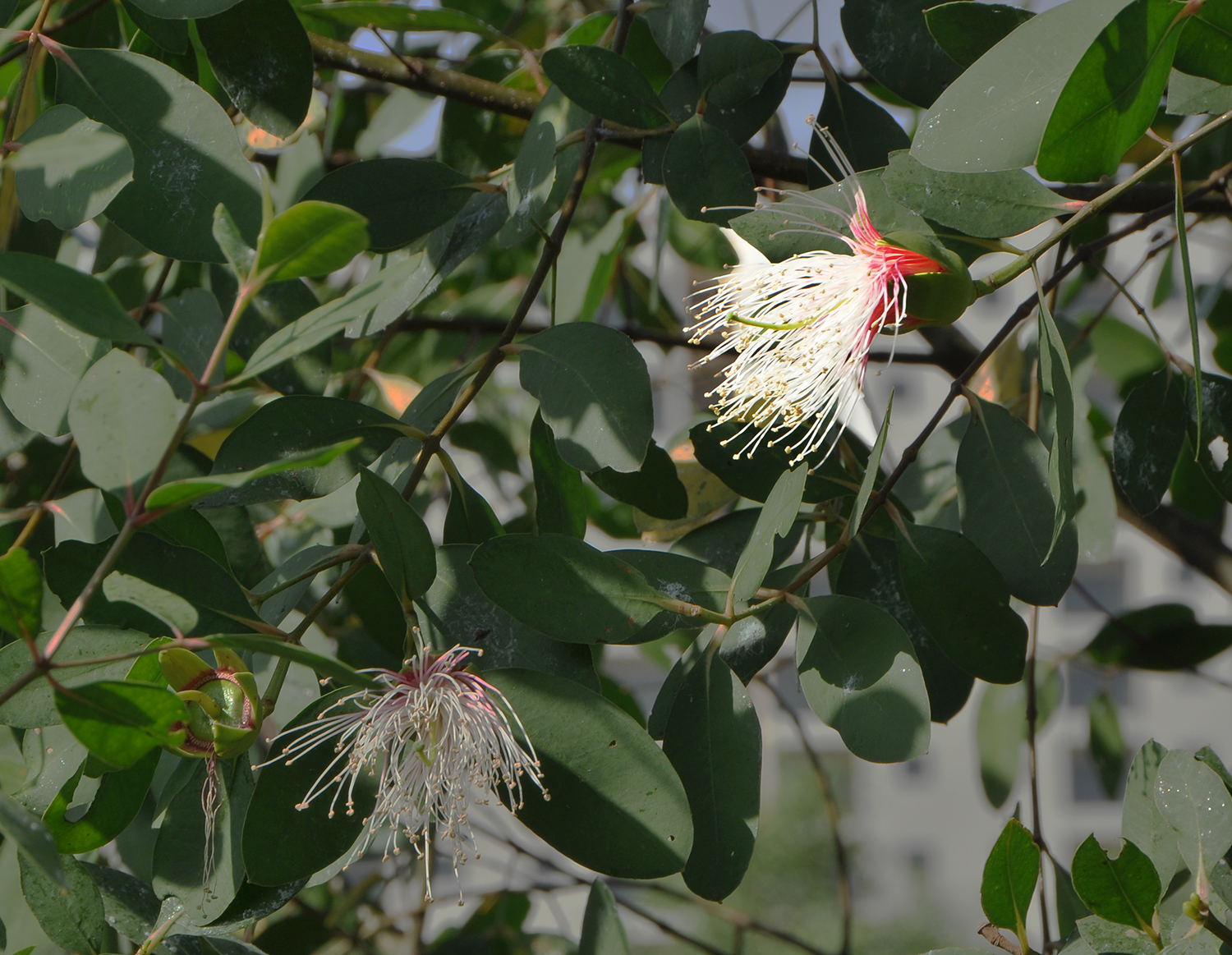 Cây lạ giữa phố: Gọi nhớ miền quê - Ảnh 1. Cây lạ giữa phố: Gọi nhớ miền quê - Ảnh 1.