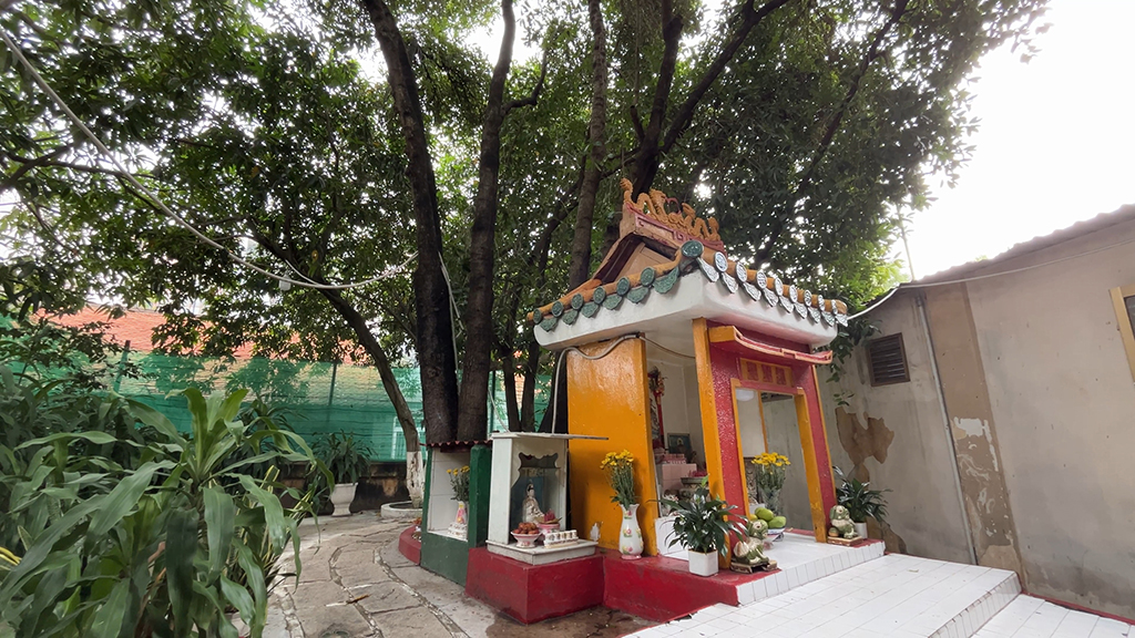 Cội bạch mai cổ thụ trăm tuổi và những câu chuyện Kỳ diệu tại chùa Gò - Ảnh 7.