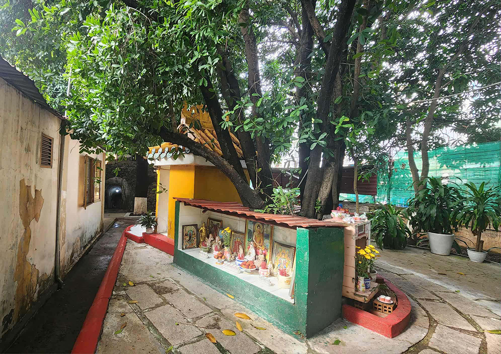 Cội bạch mai cổ thụ trăm tuổi và những câu chuyện Kỳ diệu tại chùa Gò - Ảnh 6.