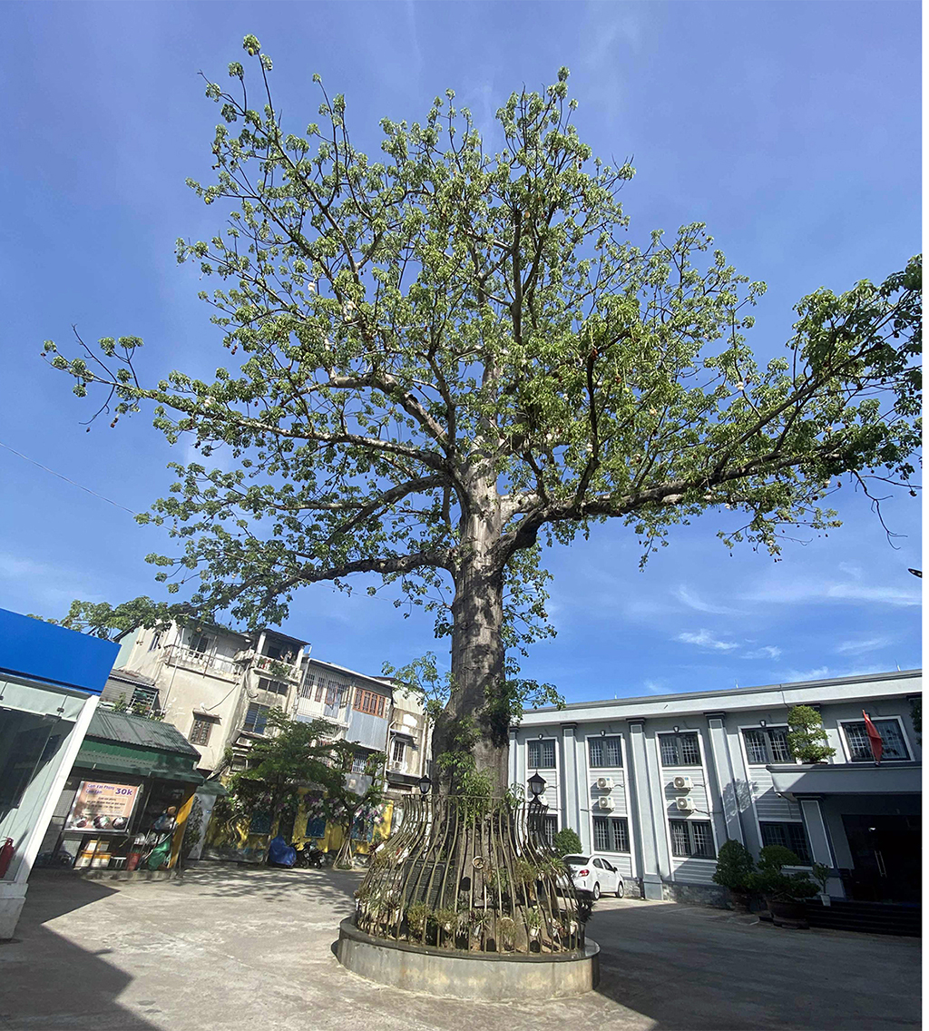 Cây lạ giữa phố: Bao báp khổng lồ và bàng vuông Trường Sa- Ảnh 2. Cây lạ giữa phố: Bao báp khổng lồ và bàng vuông Trường Sa- Ảnh 2.