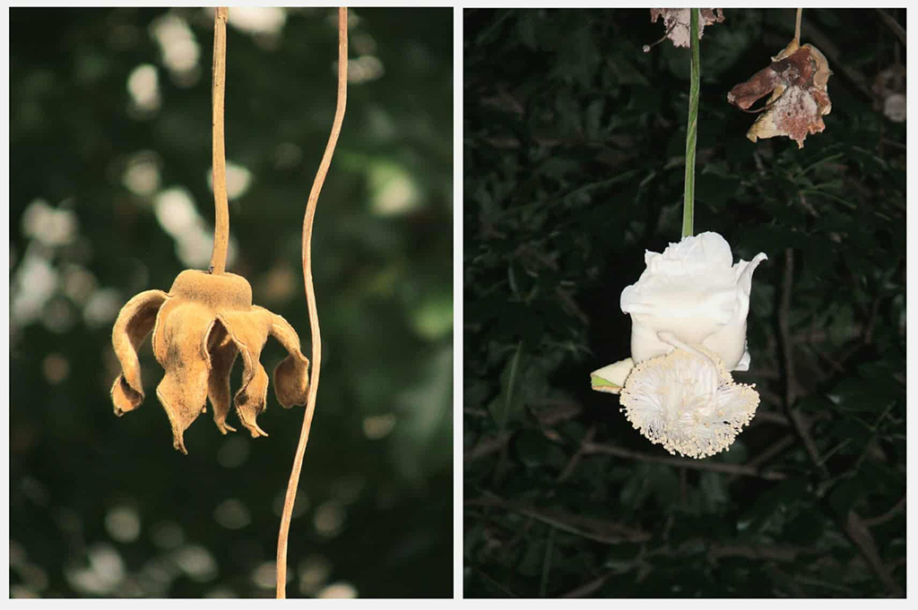 Cây lạ giữa phố: Bao báp khổng lồ và bàng vuông Trường Sa- Ảnh 3. Cây lạ giữa phố: Bao báp khổng lồ và bàng vuông Trường Sa- Ảnh 3.