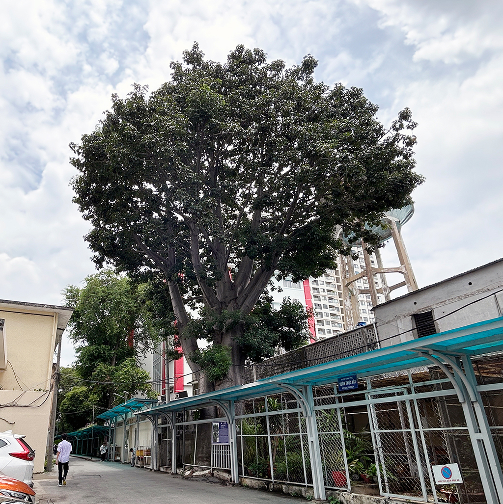 Cây lạ giữa phố: Bao báp khổng lồ và bàng vuông Trường Sa- Ảnh 4. Cây lạ giữa phố: Bao báp khổng lồ và bàng vuông Trường Sa- Ảnh 4.