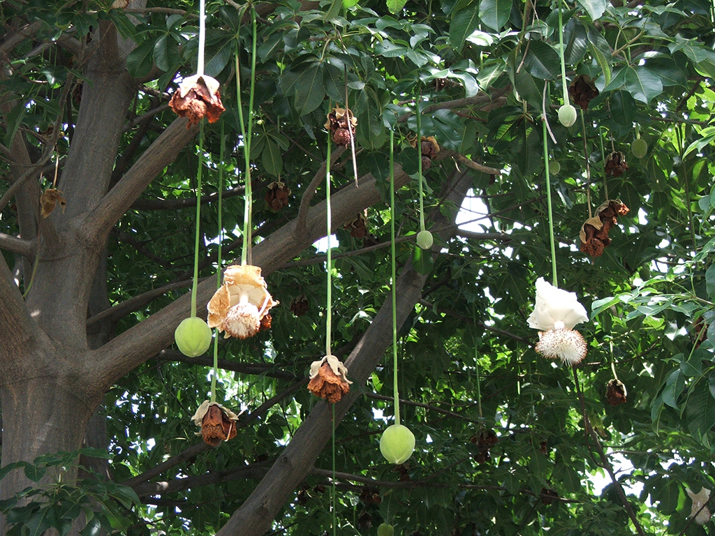 Cây lạ giữa phố: Bao báp khổng lồ và bàng vuông Trường Sa- Ảnh 5. Cây lạ giữa phố: Bao báp khổng lồ và bàng vuông Trường Sa- Ảnh 5.