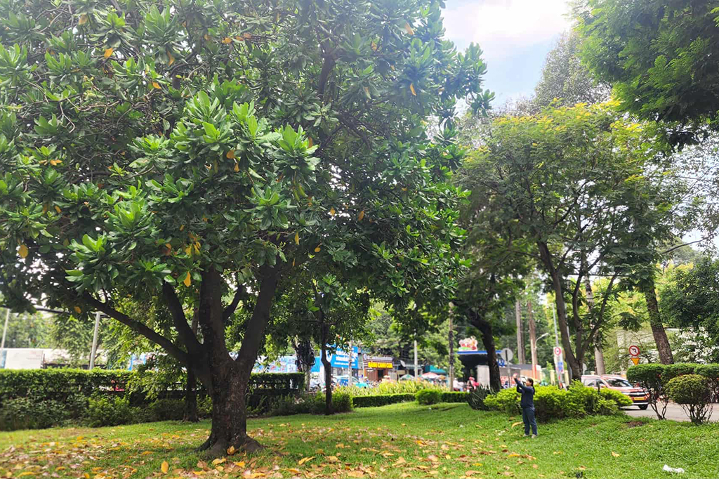 Cây lạ giữa phố: Bao báp khổng lồ và bàng vuông Trường Sa- Ảnh 6. Cây lạ giữa phố: Bao báp khổng lồ và bàng vuông Trường Sa- Ảnh 6.