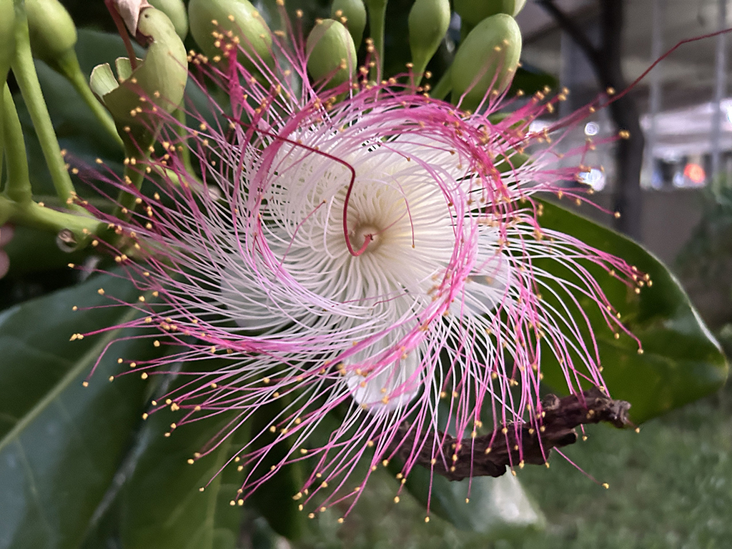 Cây lạ giữa phố: Bao báp khổng lồ và bàng vuông Trường Sa- Ảnh 7. Cây lạ giữa phố: Bao báp khổng lồ và bàng vuông Trường Sa- Ảnh 7.