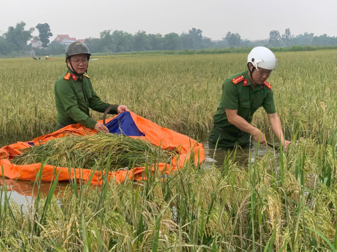 Công an hỗ trợ dân gặt lúa chạy ngập. Ảnh: Võ Hải
