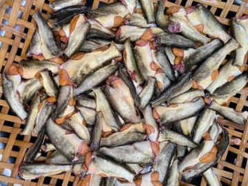 Loài cá nhỏ xíu bụng chứa đầy trứng vàng ươm, là món quà quê của người miền Tây nhưng ăn là ghiền