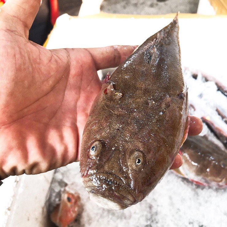 Loài cá có tên nghe đã thấy "sang chảnh" là đặc sản xưa chỉ để tiến vua, ngoại hình xấu "đau đớn" nhưng vị ngon vượt trội 2 Loài cá có tên nghe đã thấy amp;#34;sang chảnhamp;#34; là đặc sản xưa chỉ để tiến vua, ngoại hình xấu amp;#34;đau đớnamp;#34; nhưng vị ngon vượt trội - 2