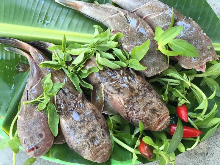 Loài cá có tên nghe đã thấy "sang chảnh" là đặc sản xưa chỉ để tiến vua, ngoại hình xấu "đau đớn" nhưng vị ngon vượt trội 3 Loài cá có tên nghe đã thấy amp;#34;sang chảnhamp;#34; là đặc sản xưa chỉ để tiến vua, ngoại hình xấu amp;#34;đau đớnamp;#34; nhưng vị ngon vượt trội - 3