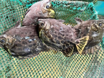 Loài cá có tên nghe đã thấy "sang chảnh" là đặc sản xưa chỉ để tiến vua, ngoại hình xấu "đau đớn" nhưng vị ngon vượt trội 6 Loài cá có tên nghe đã thấy già nua là đặc sản nổi tiếng ở Quảng Ninh, xưa vô danh nay 450.000đ/kg vẫn được săn đón