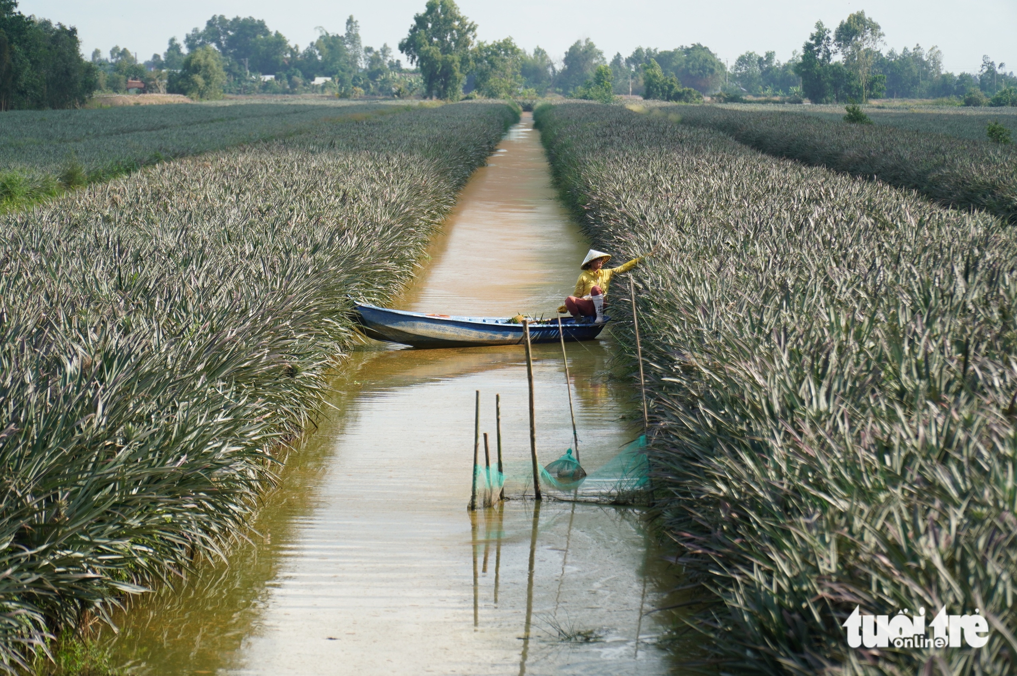 ĐỒNG THÁP MƯỜI - Ảnh 4.