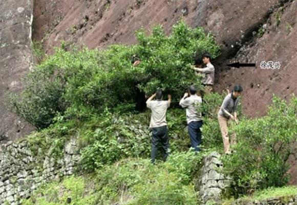 Trà Đại Hồng Bào, núi Vũ Di, Loại lá đắt nhất thế giới