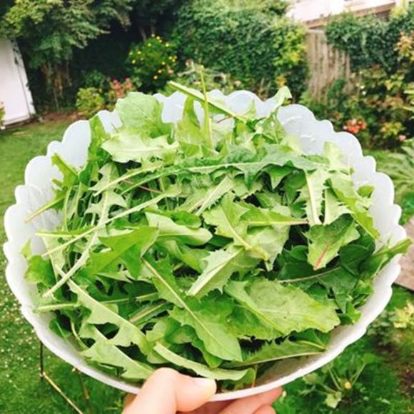 Rau bồ công anh, công dụng của rau bồ công anh