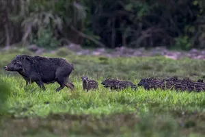 Vườn quốc gia Cát Tiên được tôn vinh trên bản đồ du lịch sinh thái quốc tế