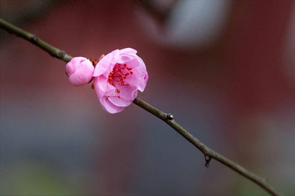 60-tuoi (1).jpeg 2 tuổi già