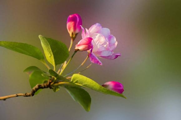 60-tuoi (1).jpeg 4 tuổi già