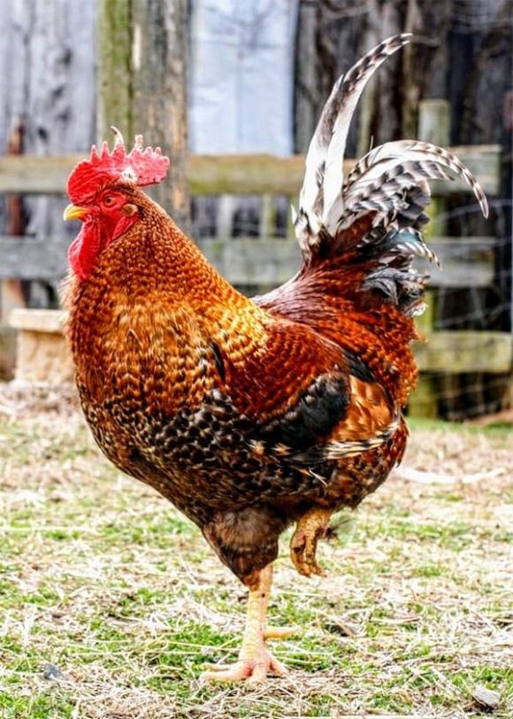 Tử vi, con giáp, tử vi hàng ngày, tử vi ngày 16/10/2025