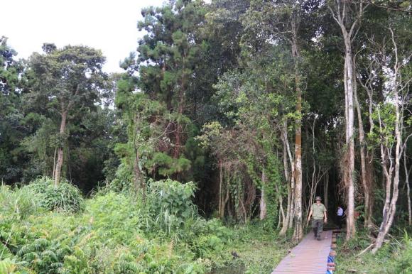 Loài cây ‘vô sinh’ sắp biến mất khỏi trái đất: Tồn tại 1 quần thể mọc tự nhiên duy nhất trên thế giới tại Việt Nam 2 Cây vô sinh, cây thuỷ tùng